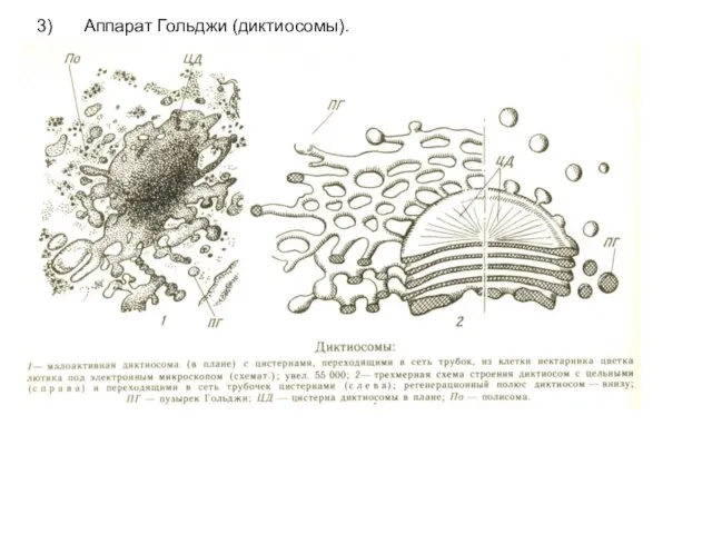 3) Аппарат Гольджи (диктиосомы).