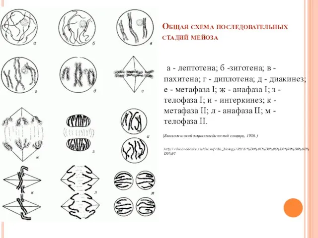 Общая схема последовательных стадий мейоза а - лептотена; б -зиготена; в -пахитена;