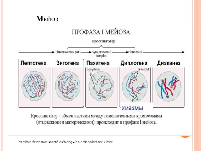 Мейоз http://bio.fizteh.ru/student/files/biology/biolections/lection17.html