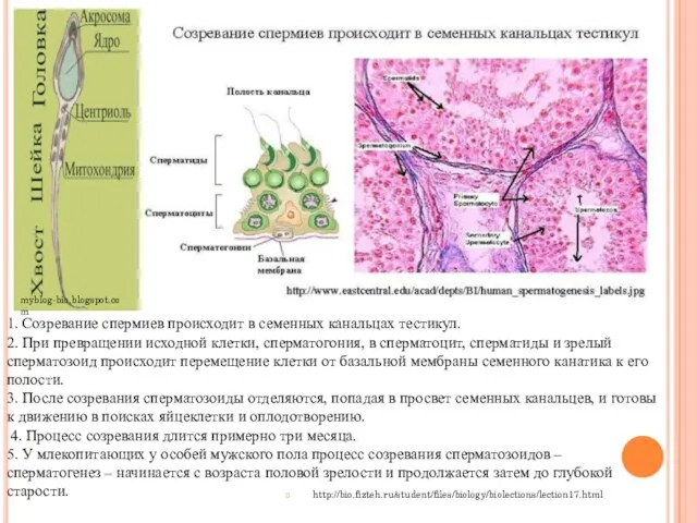 http://bio.fizteh.ru/student/files/biology/biolections/lection17.html 1. Созревание спермиев происходит в семенных канальцах тестикул. 2. При превращении