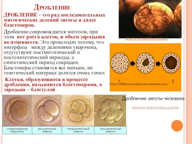 Дробление ДРОБЛЕНИЕ - это ряд последовательных митотических делений зиготы и далее бластомеров.