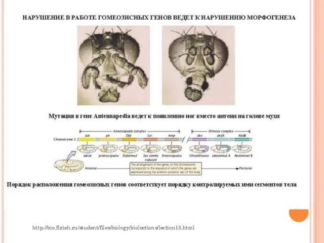 http://bio.fizteh.ru/student/files/biology/biolections/lection15.html