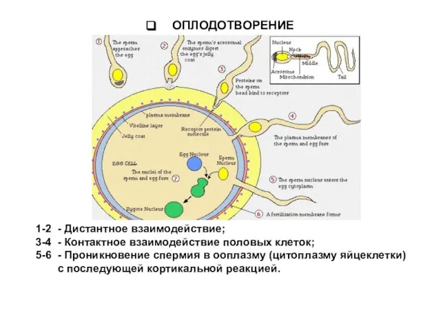 ОПЛОДОТВОРЕНИЕ 1-2 - Дистантное взаимодействие; 3-4 - Контактное взаимодействие половых клеток; 5-6