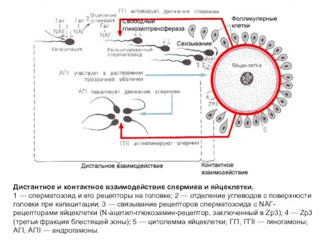 Дистантное и контактное взаимодействие спермиев и яйцеклетки. 1 — сперматозоид и его