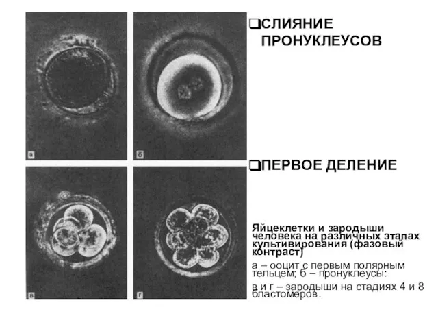 Яйцеклетки и зародыши человека на различных этапах культивирования (фазовый контраст) а –