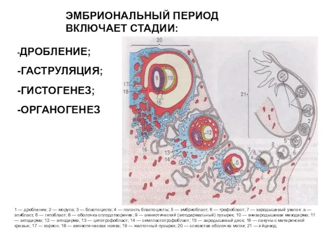 ЭМБРИОНАЛЬНЫЙ ПЕРИОД ВКЛЮЧАЕТ СТАДИИ: -ДРОБЛЕНИЕ; -ГАСТРУЛЯЦИЯ; -ГИСТОГЕНЕЗ; -ОРГАНОГЕНЕЗ 1 — дробление; 2