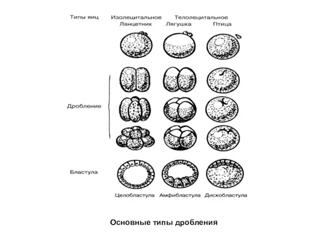 Основные типы дробления