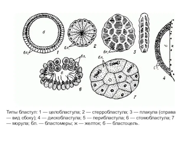 Типы бластул: 1 — целобластула; 2 — стерробластула; 3 — плакула (справа