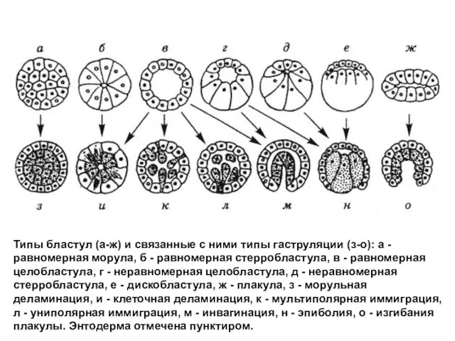 Типы бластул (а-ж) и связанные с ними типы гаструляции (з-о): а -