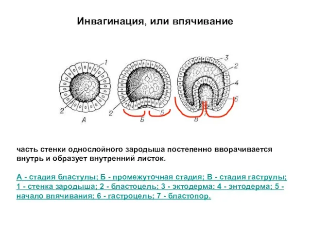 Инвагинация, или впячивание часть стенки однослойного зародыша постепенно вворачивается внутрь и образует