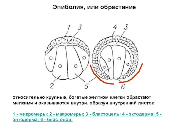 относительно крупные, богатые желтком клетки обрастают мелкими и оказываются внутри, образуя внутренний