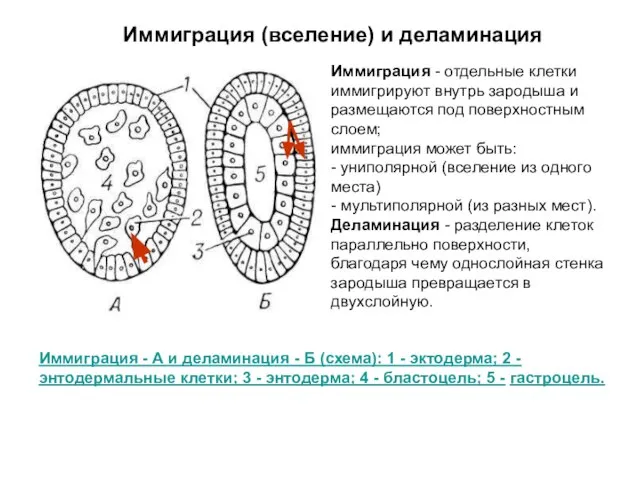 Иммиграция - А и деламинация - Б (схема): 1 - эктодерма; 2