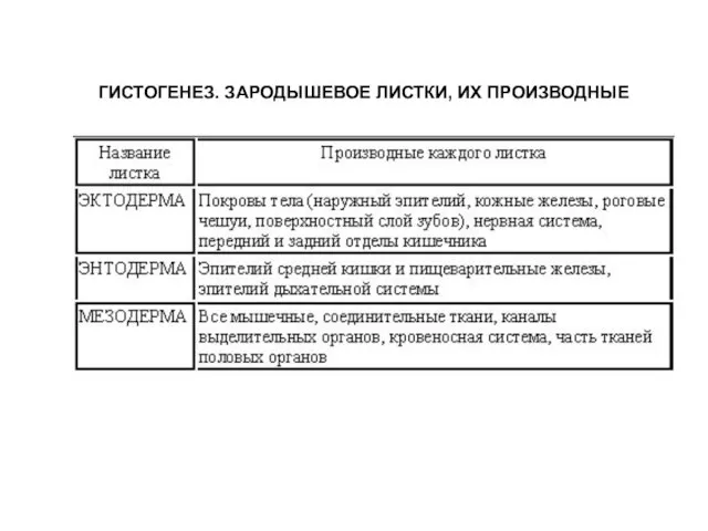 ГИСТОГЕНЕЗ. ЗАРОДЫШЕВОЕ ЛИСТКИ, ИХ ПРОИЗВОДНЫЕ