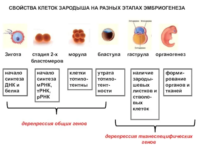 Зигота стадия 2-х морула бластула гаструла органогенез бластомеров начало синтеза ДНК и