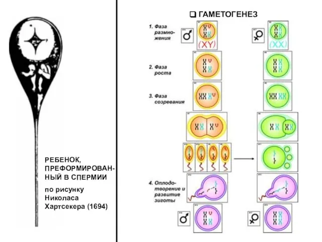 ГАМЕТОГЕНЕЗ РЕБЕНОК, ПРЕФОРМИРОВАН-НЫЙ В СПЕРМИИ по рисунку Николаса Хартсекера (1694)