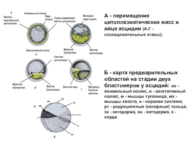 А - перемещение цитоплазматических масс в яйце асцидии (А-Г - последовательные этапы);