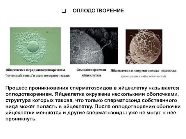 Процесс проникновения сперматозоидов в яйцеклетку называется оплодотворением. Яйцеклетка окружена несколькими оболочками, структура