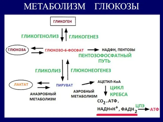 МЕТАБОЛИЗМ ГЛЮКОЗЫ