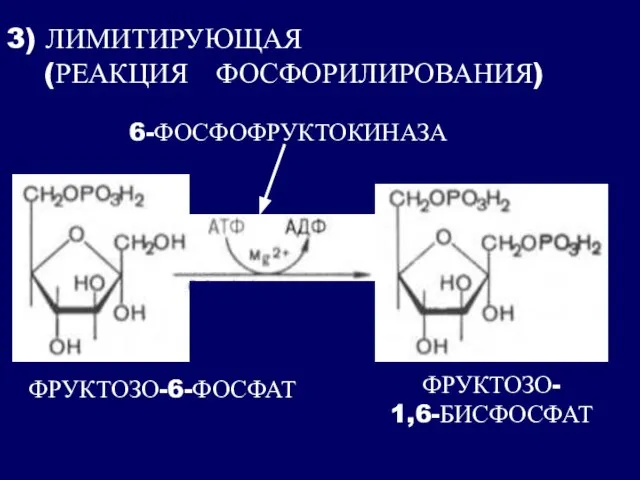 3) ЛИМИТИРУЮЩАЯ (РЕАКЦИЯ ФОСФОРИЛИРОВАНИЯ)