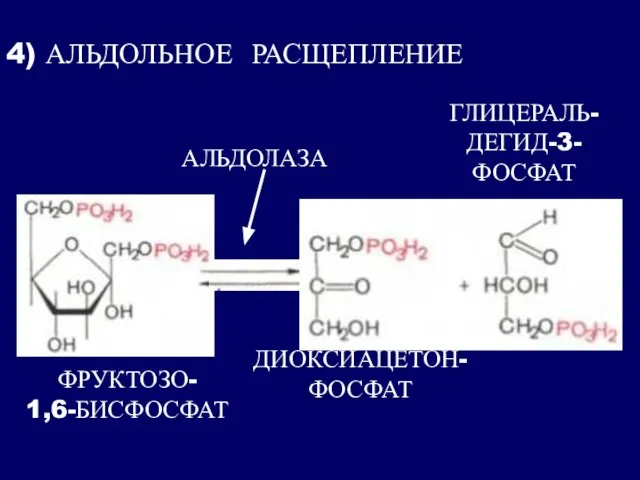 4) АЛЬДОЛЬНОЕ РАСЩЕПЛЕНИЕ