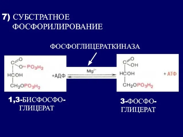 7) СУБСТРАТНОЕ ФОСФОРИЛИРОВАНИЕ