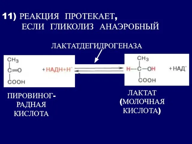 11) РЕАКЦИЯ ПРОТЕКАЕТ, ЕСЛИ ГЛИКОЛИЗ АНАЭРОБНЫЙ