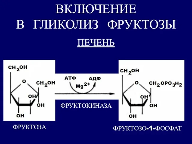 ВКЛЮЧЕНИЕ В ГЛИКОЛИЗ ФРУКТОЗЫ ПЕЧЕНЬ