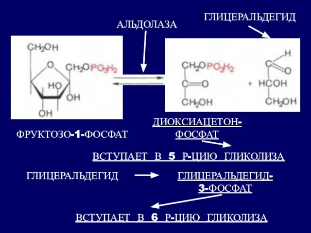 ГЛИЦЕРАЛЬДЕГИД ГЛИЦЕРАЛЬДЕГИД- 3-ФОСФАТ ВСТУПАЕТ В 6 Р-ЦИЮ ГЛИКОЛИЗА ВСТУПАЕТ В 5 Р-ЦИЮ ГЛИКОЛИЗА