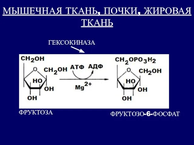 ФРУКТОЗА ФРУКТОЗО-6-ФОСФАТ ГЕКСОКИНАЗА МЫШЕЧНАЯ ТКАНЬ, ПОЧКИ, ЖИРОВАЯ ТКАНЬ