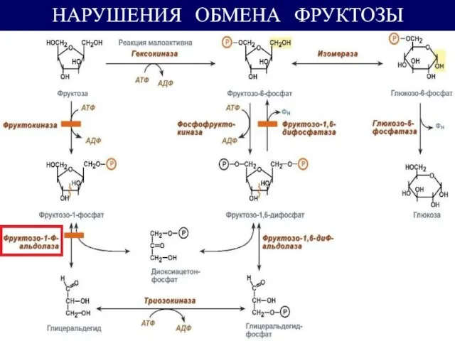 НАРУШЕНИЯ ОБМЕНА ФРУКТОЗЫ