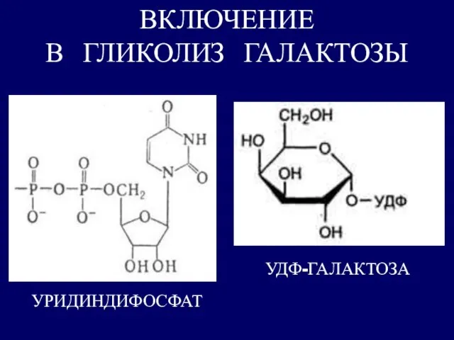 УРИДИНДИФОСФАТ ВКЛЮЧЕНИЕ В ГЛИКОЛИЗ ГАЛАКТОЗЫ УДФ-ГАЛАКТОЗА