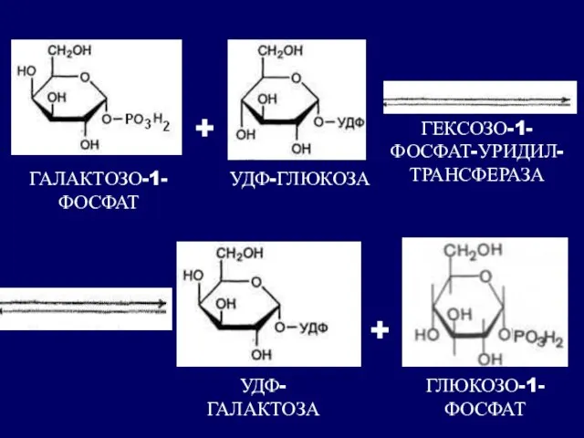 + + ГАЛАКТОЗО-1- ФОСФАТ УДФ-ГЛЮКОЗА ГЕКСОЗО-1- ФОСФАТ-УРИДИЛ- ТРАНСФЕРАЗА УДФ-ГАЛАКТОЗА ГЛЮКОЗО-1- ФОСФАТ
