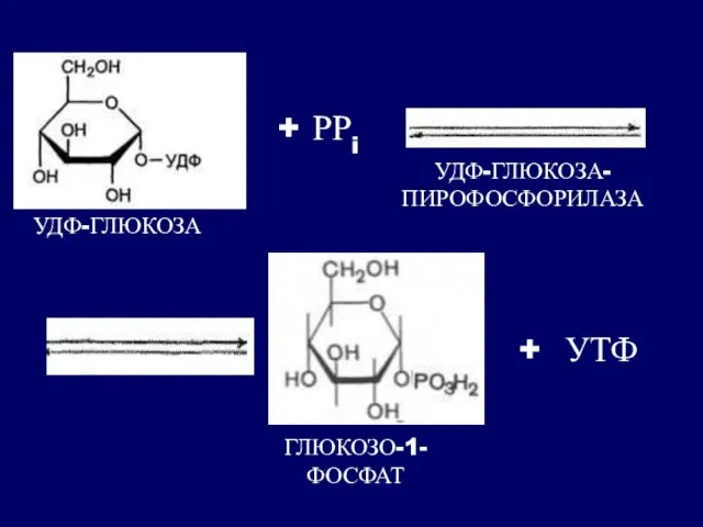 + РРi + УТФ УДФ-ГЛЮКОЗА ГЛЮКОЗО-1- ФОСФАТ УДФ-ГЛЮКОЗА- ПИРОФОСФОРИЛАЗА