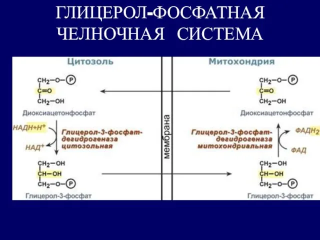 ГЛИЦЕРОЛ-ФОСФАТНАЯ ЧЕЛНОЧНАЯ СИСТЕМА