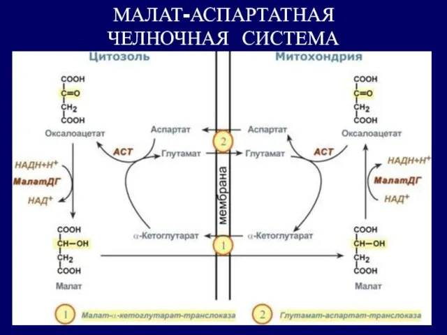 МАЛАТ-АСПАРТАТНАЯ ЧЕЛНОЧНАЯ СИСТЕМА