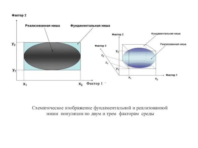 Схематическое изображение фундаментальной и реализованной ниши популяции по двум и трем факторам среды Фактор 1