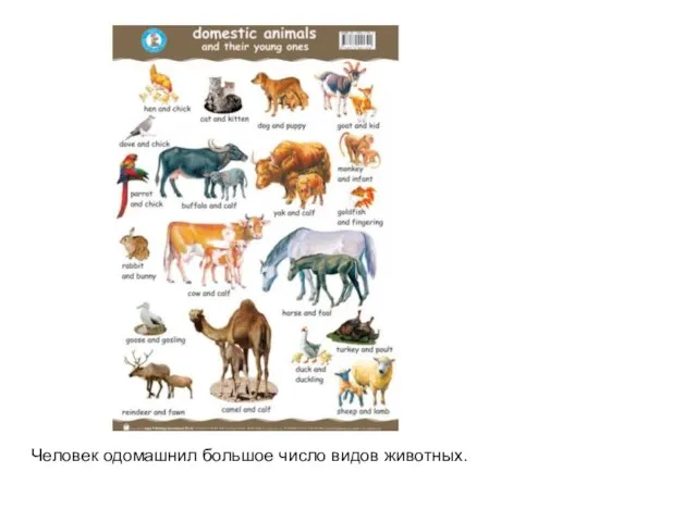 Человек одомашнил большое число видов животных.