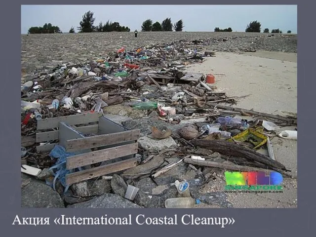 Акция «International Coastal Cleanup»