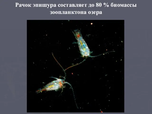 Рачок эпишура составляет до 80 % биомассы зоопланктона озера