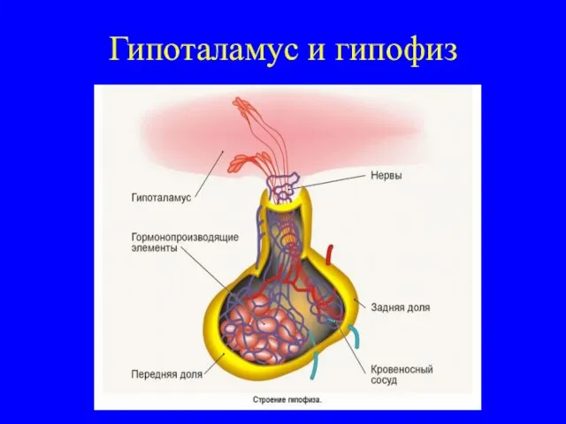 Гипоталамус и гипофиз