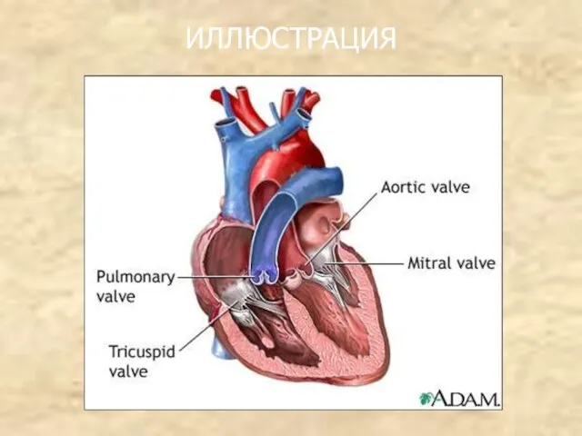 ИЛЛЮСТРАЦИЯ