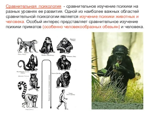 Сравнительная психология - сравнительное изучение психики на разных уровнях ее развития. Одной