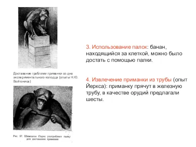 3. Использование палок: банан, находящийся за клеткой, можно было достать с помощью