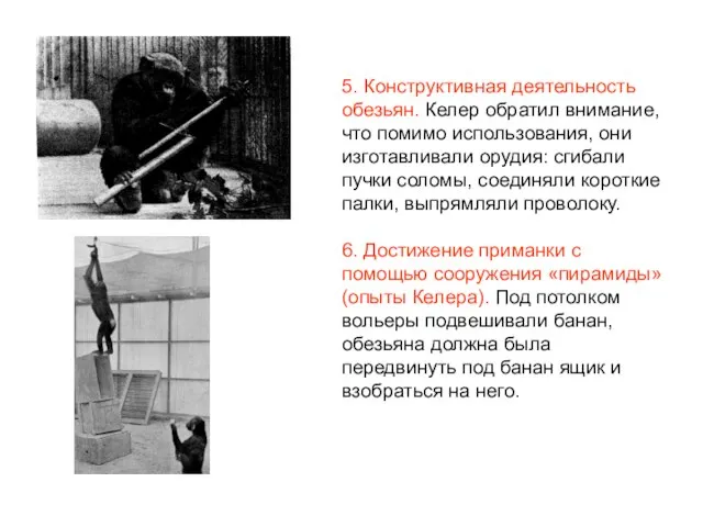 5. Конструктивная деятельность обезьян. Келер обратил внимание, что помимо использования, они изготавливали