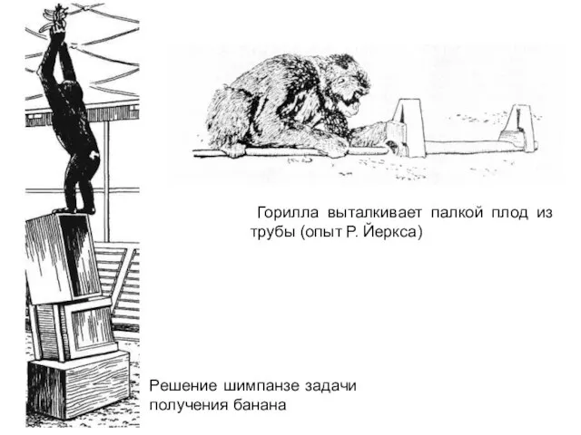 Решение шимпанзе задачи получения банана Горилла выталкивает палкой плод из трубы (опыт Р. Йеркса)
