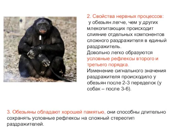 2. Свойства нервных процессов: у обезьян легче, чем у других млекопитающих происходит