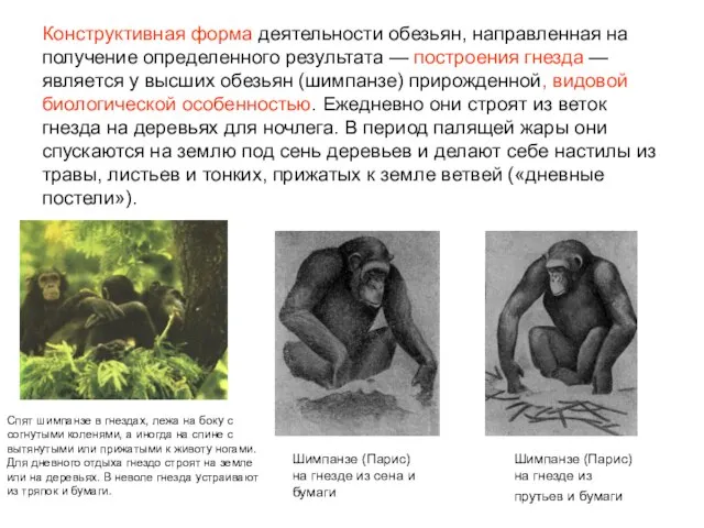 Конструктивная форма деятельности обезьян, направленная на получение определенного результата — построения гнезда