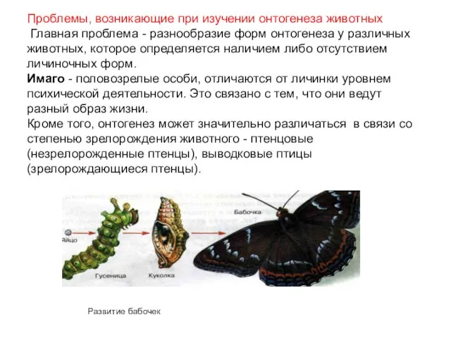 Проблемы, возникающие при изучении онтогенеза животных Главная проблема - разнообразие форм онтогенеза