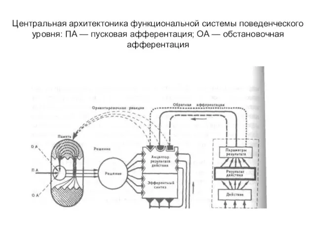 Центральная архитектоника функциональной системы поведенческого уровня: ПА — пусковая афферентация; ОА — обстановочная афферентация