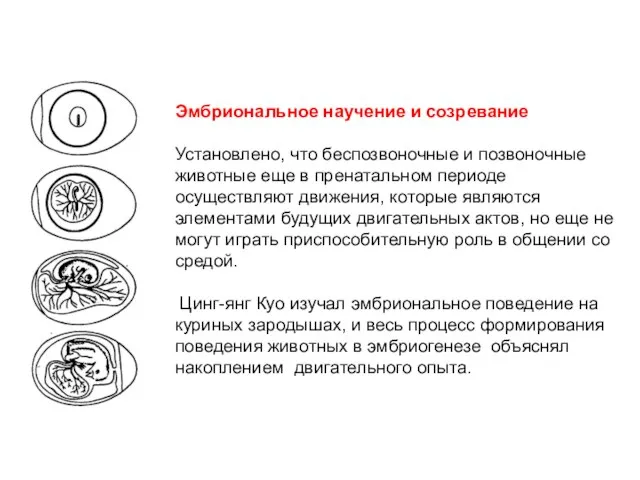 Эмбриональное научение и созревание Установлено, что беспозвоночные и позвоночные животные еще в